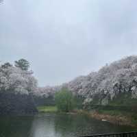 【名古屋城】雨模様の名古屋城と桜🌸