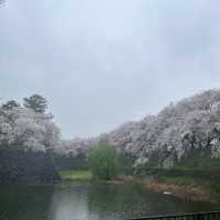 【名古屋城】雨模様の名古屋城と桜🌸