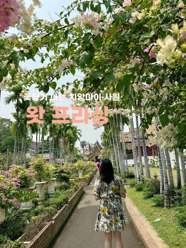 꽃향기 나는 사원🌸 치앙마이 왓 프라싱