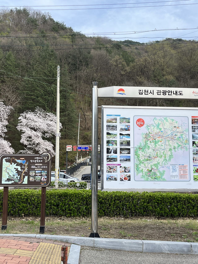 김천 벚꽃거리 핫플