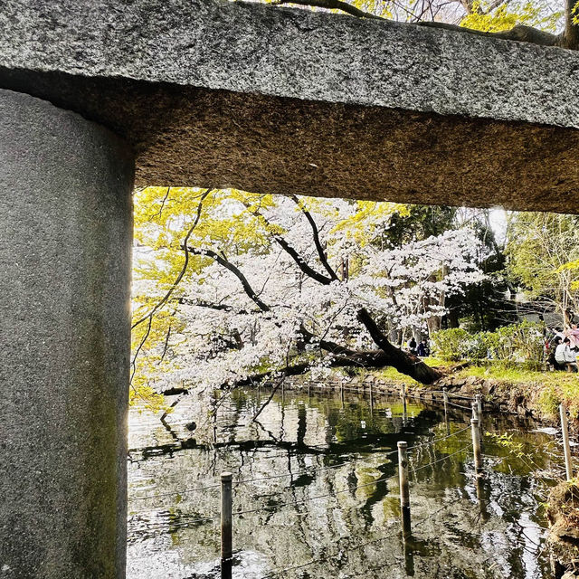 【都立井の頭恩賜公園の桜🌸】