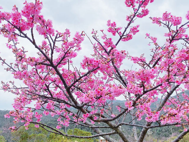 🌸【沖繩】八重岳櫻之森公園：櫻花盛開，春天必去景點