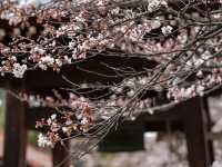 山高神代櫻🌸：日本古老巨樹，春季踏青必去