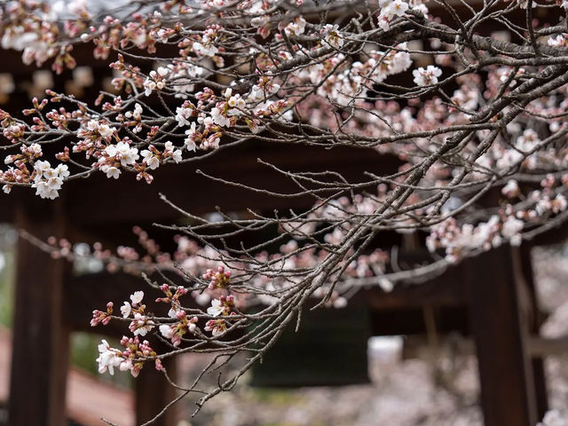 山高神代櫻🌸：日本古老巨樹，春季踏青必去