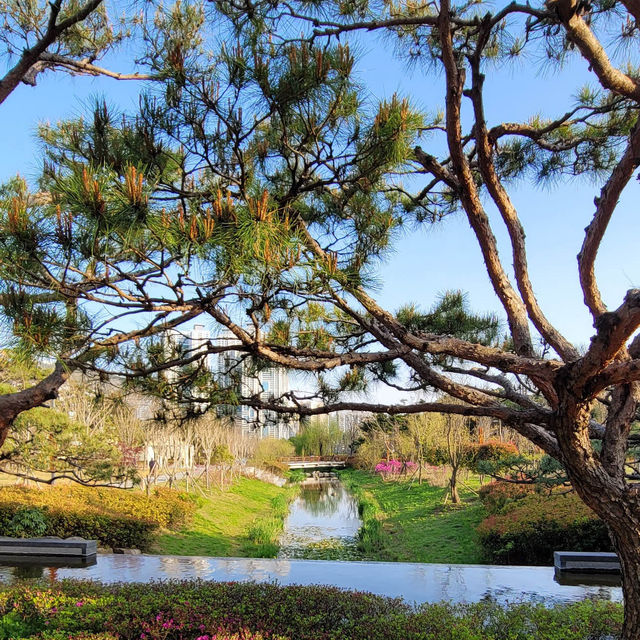 【釜山溫泉川市民公園】春日櫻花隧道，絕對是春遊首選！