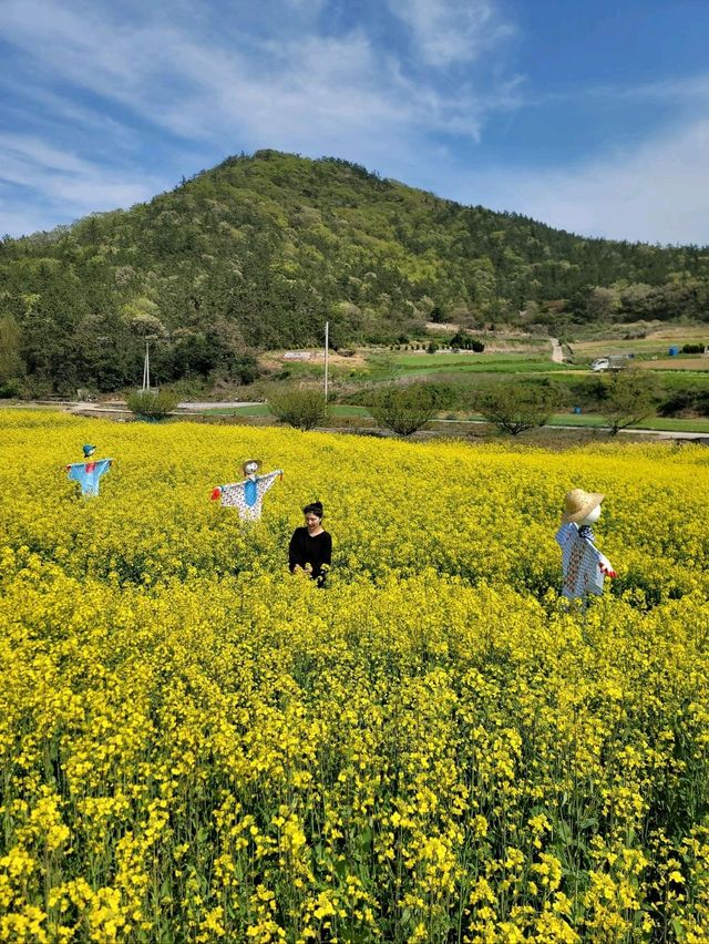 허수아비 포토존이 있는 유채꽃축제💛