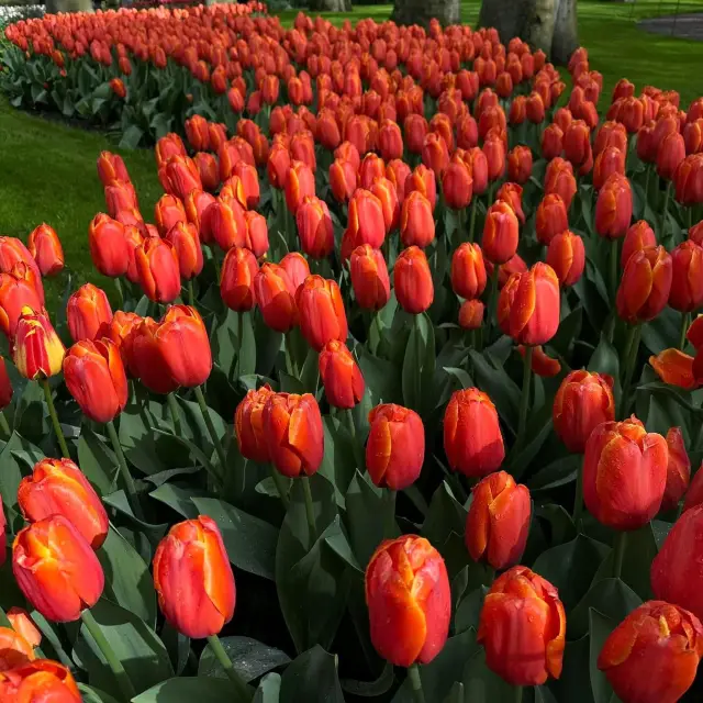 Bask in the Beauty: Keukenhof Tulip 