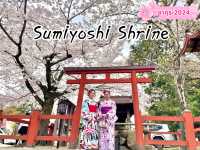 ถ่ายรูปซากุระที่ศาลเจ้า Sumiyoshi Shrine 