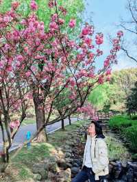 Cherry Blossom in WUXI 