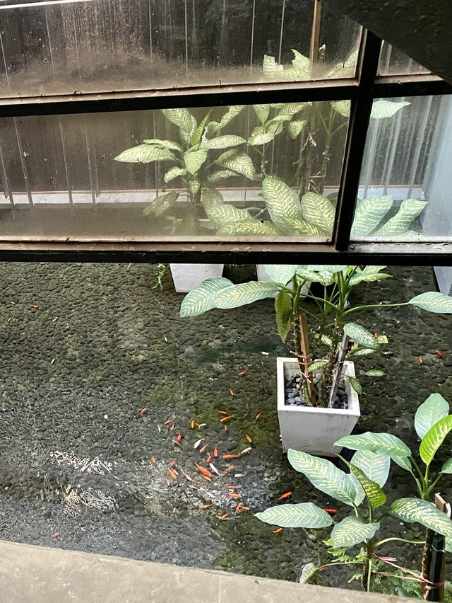 享受慢活台北🤍💚🤍溫泉♨️旅店之旅