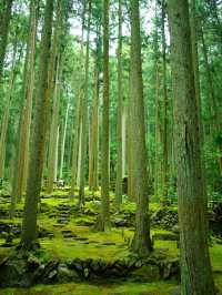 【愛媛】苔に癒される落ち着く空間☺️