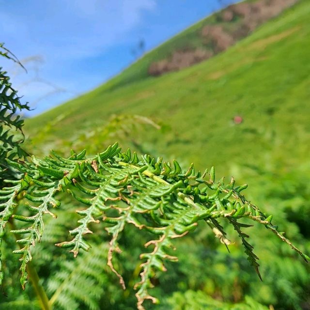 THE GREEN PARADISE OF BROMO