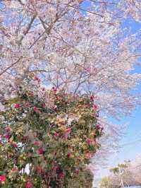🌸창원 가포로 숨겨진 동백벚꽃길🌸