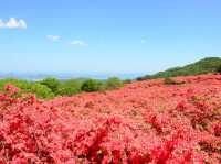 杜鵑花聖地宮城縣德仙丈山