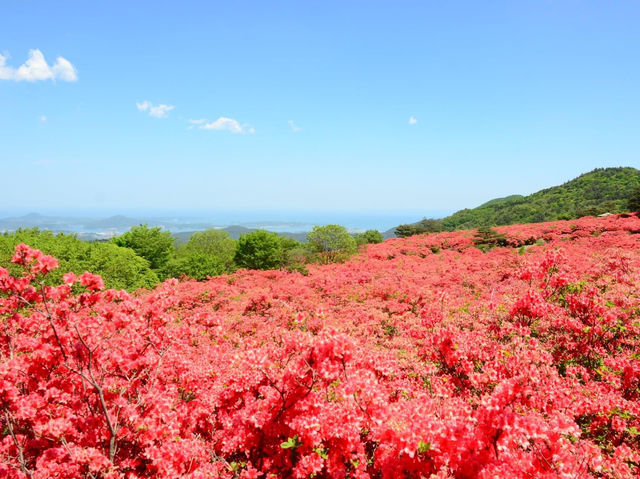 杜鵑花聖地宮城縣德仙丈山
