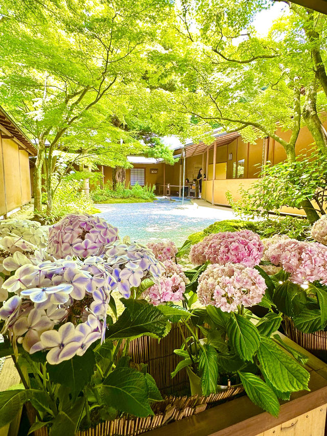 〜神奈川県〜鎌倉で混まない！穴場あじさいスポット！