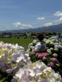 〜神奈川県〜ココは絶対行って！絶景無料あじさいスポット✨