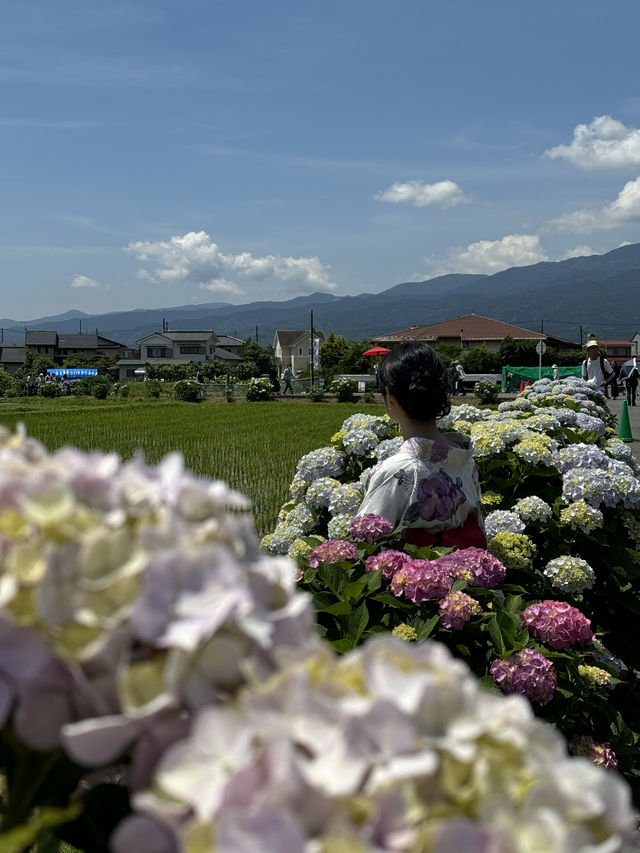 〜神奈川県〜ココは絶対行って！絶景無料あじさいスポット✨