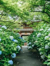大阪に行ったら行きたい圧巻の紫陽花寺
