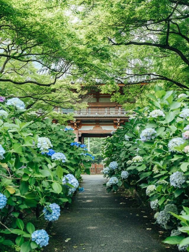 大阪に行ったら行きたい圧巻の紫陽花寺