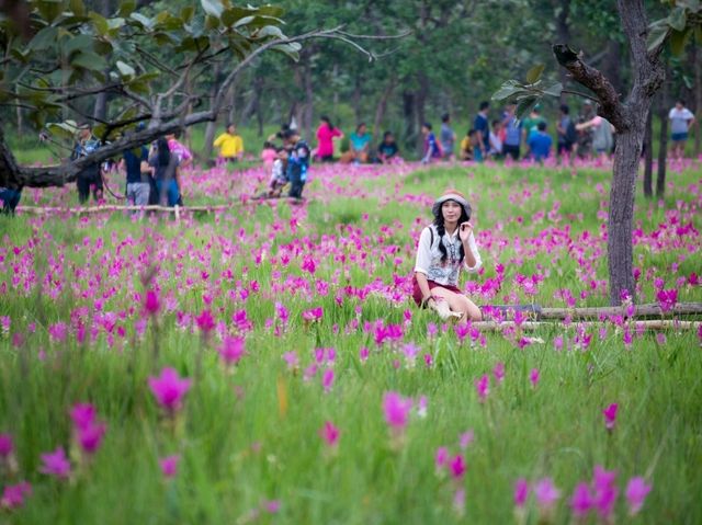 อุทยานแห่งชาติไทรทอง ชมทุ่งดอกกระเจียว
