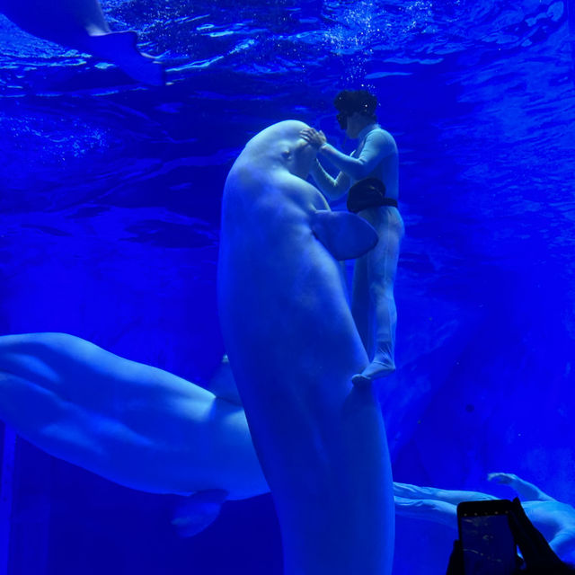 Shanghai Haichang ocean park