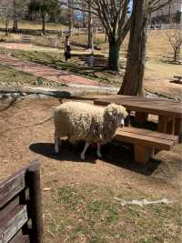 【兵庫/神戸】動物たちに癒される‼︎六甲山牧場🐏❤️