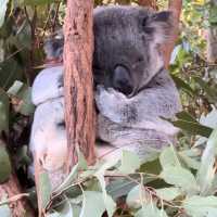 龍柏考拉動物園