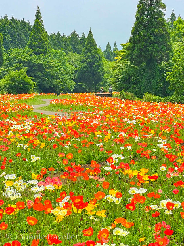 雄大な山々をバックに四季折々の花が咲く、くじゅう花公園