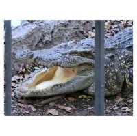 曼谷Safari World野生動物園：近距離觀察動物、海洋表演