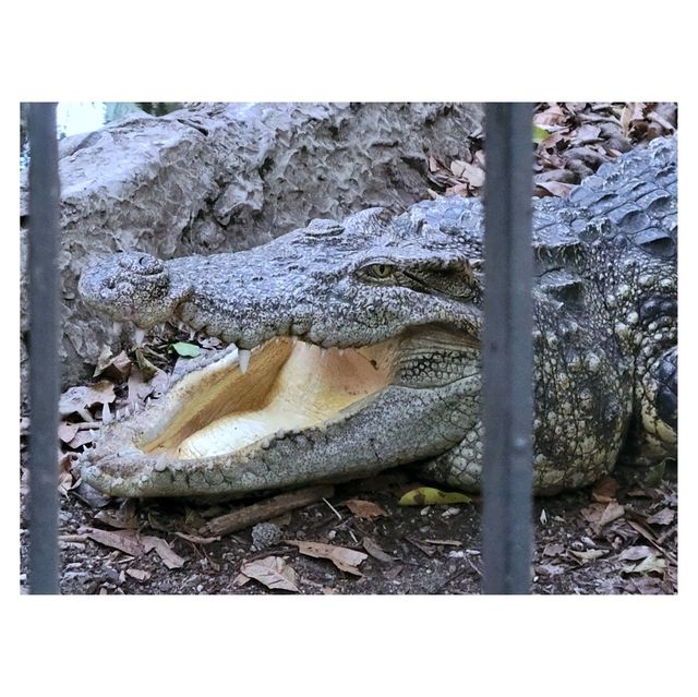 曼谷Safari World野生動物園：近距離觀察動物、海洋表演