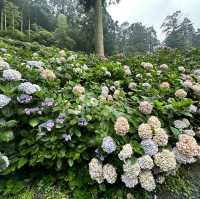 九州久留米千光寺的七千繡球花💐🌺🌸🌻🪻 