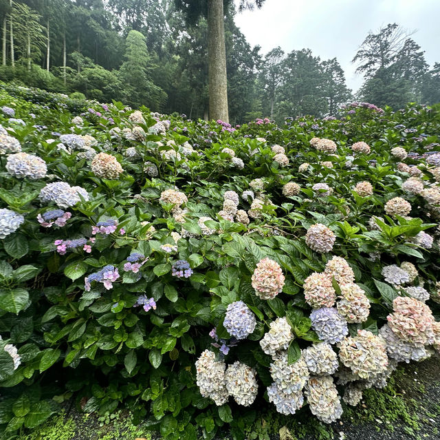 九州久留米千光寺的七千繡球花💐🌺🌸🌻🪻 