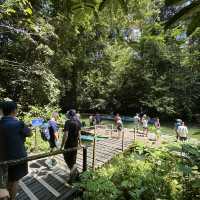 Into the Heart of Borneo: Conquering the RM100 Challenge