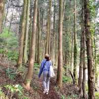 제주여행🏝️ 두번째 오름, 삼나무 숲길이 멋진 거슨세미오름🌲