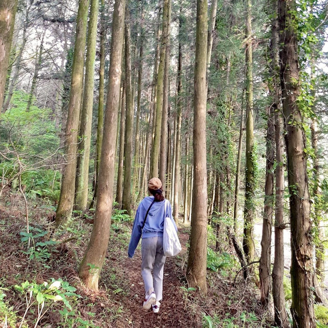 제주여행🏝️ 두번째 오름, 삼나무 숲길이 멋진 거슨세미오름🌲