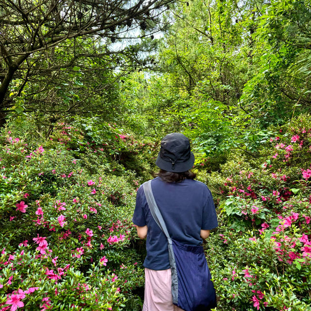 제주여행🏝️ 열네번째 오름, 꽃과 허브로 가득한 모구리오름🌿