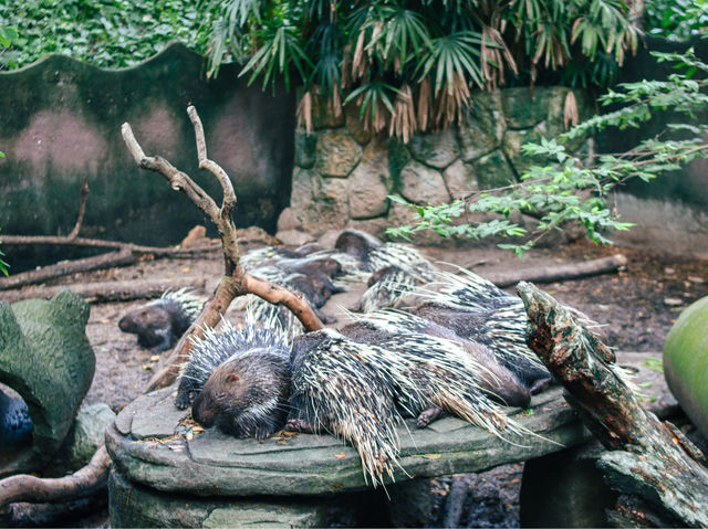 รีวิว สวนสัตว์เปิดเขาเขียว 🦏🐘🐅