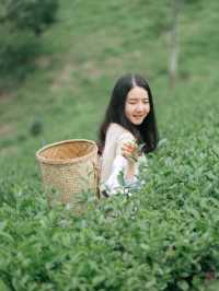 ไร่ชาลุงเดช