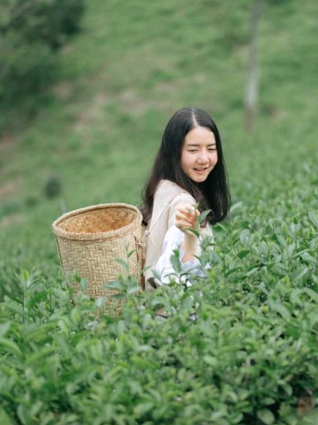 ไร่ชาลุงเดช