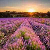 Lavender Fields of Provence: A Purple Paradise