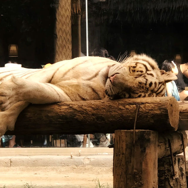【濟南動物園】優美環境動物世界 【濟南動物園】優美環境動物世界