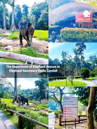 The Importance of Elephant Rescue at Elephant Sanctuary Kuala Gandah