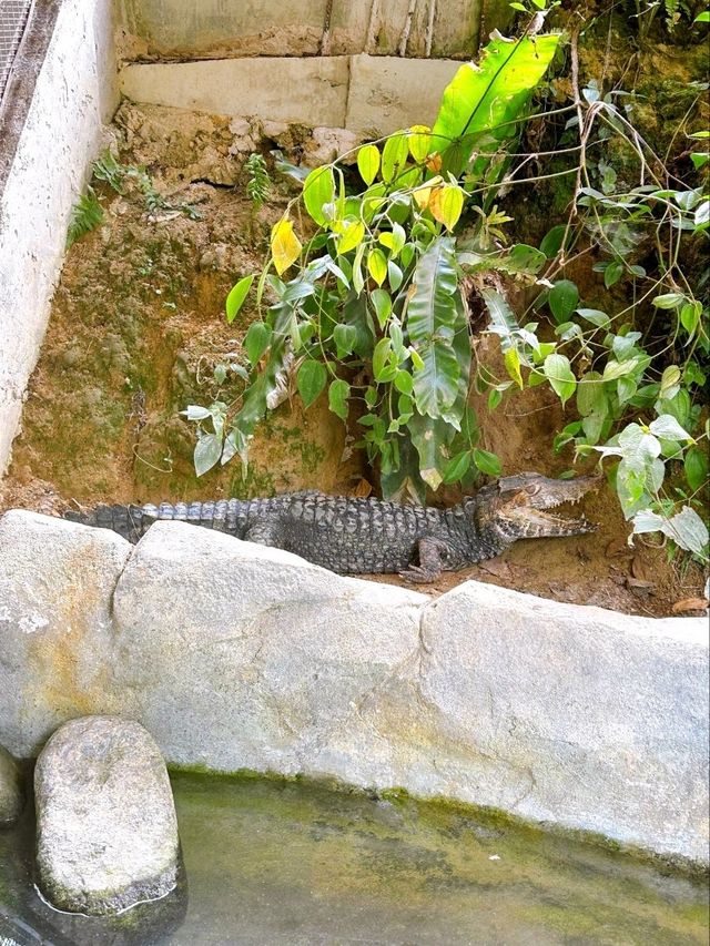 A Day at Deerland Park: Encountering Pythons and Other Animals