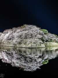 滋賀県桜の名所はここ！彦根城と桜