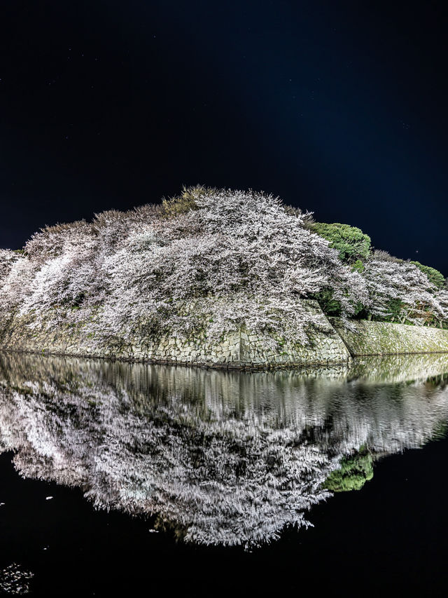 滋賀県桜の名所はここ！彦根城と桜