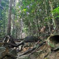 "Serenity in Green: The Enchanting Forest Views of Penang Hill"