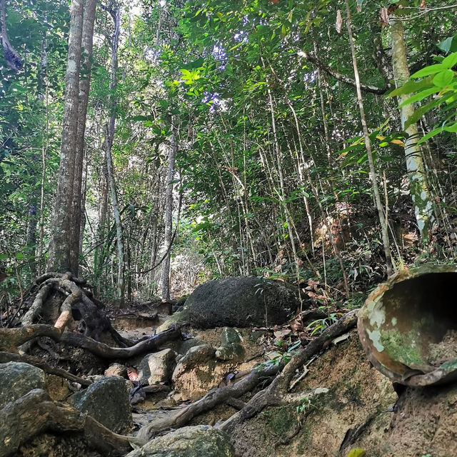 "Serenity in Green: The Enchanting Forest Views of Penang Hill"