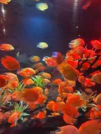 Vin Wonder Nha Trang Aquarium 🐠🪼