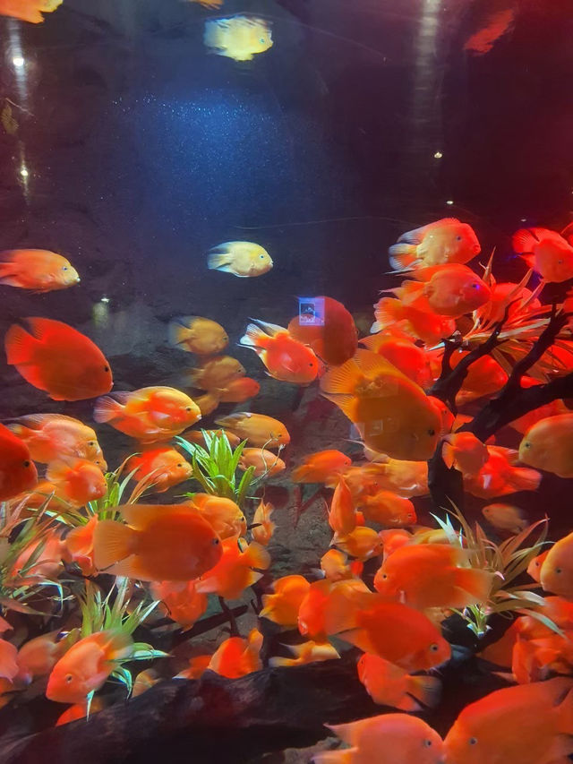 Vin Wonder Nha Trang Aquarium 🐠🪼